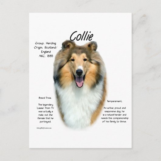 Carte Postale Sable Rough Collie Rencontrez la race (Devant)