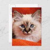 Carte Postale Sacré Birman Kitten (Devant / Derrière)