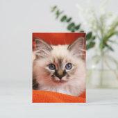 Carte Postale Sacré Birman Kitten (Debout devant)