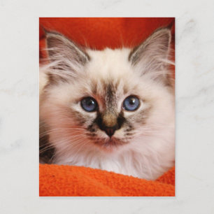 Carte Postale Sacré Birman Kitten