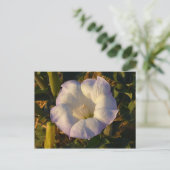 Carte Postale Sacré Fleur sauvage du désert des fleurs de Datura (Debout devant)