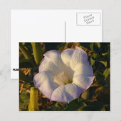 Carte Postale Sacré Fleur sauvage du désert des fleurs de Datura (Devant / Derrière)