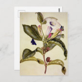 Carte Postale  Sacred datura and blue butterfly  (Devant / Derrière)