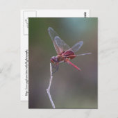 Carte Postale Sacs à selles rouges mâles (Devant / Derrière)