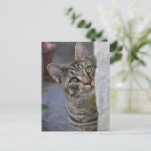 Carte Postale Sad Kitty (chat du bengale) (Debout devant)