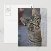 Carte Postale Sad Kitty (chat du bengale) (Devant / Derrière)