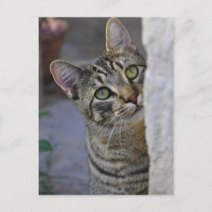 Carte Postale Sad Kitty (chat du bengale)