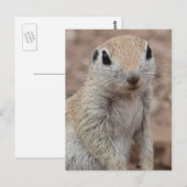 Carte postale Sad Squirel (Devant / Derrière)