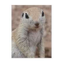 Carte postale Sad Squirel