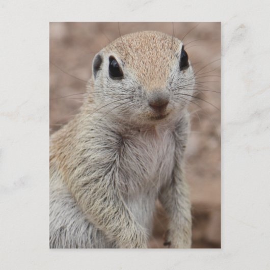 Carte postale Sad Squirel (Devant)