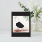 Carte Postale Saddle Homer Pigeon (Debout devant)