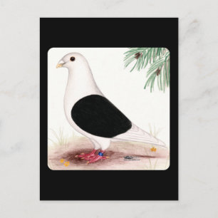 Carte Postale Saddle Homer Pigeon