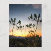 Carte Postale Saddle Rock Sunset (Devant)