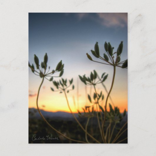 Carte Postale Saddle Rock Sunset (Devant)