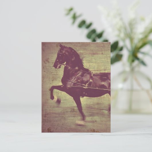 Carte Postale Saddlebred Song (Debout devant)