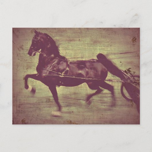 Carte Postale Saddlebred Song (Devant)