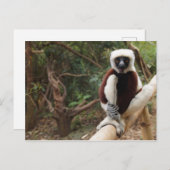 Carte Postale Safaki Lemur Faune de Madagascar (Devant / Derrière)
