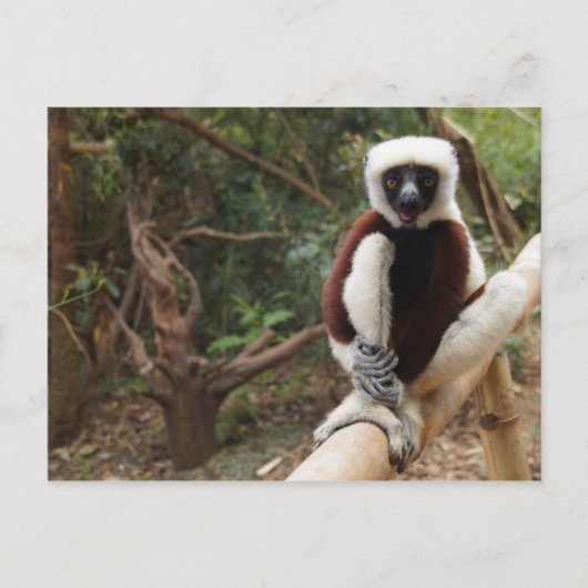 Carte Postale Safaki Lemur Faune de Madagascar (Devant)