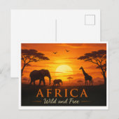 Carte postale safari (Devant / Derrière)