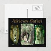 Carte Postale Safari africain (Devant / Derrière)