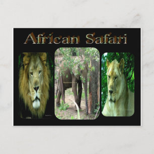Carte Postale Safari africain
