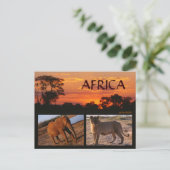 Carte postale Safari africaine (Debout devant)