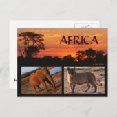 Carte postale Safari africaine (Devant / Derrière)