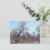 Carte Postale Safari Afrique (Debout devant)