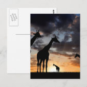 Carte Postale safari au coucher du soleil girafe sauvage silhoue (Devant / Derrière)
