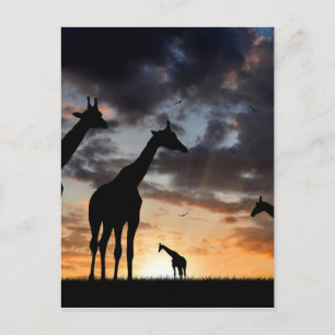Carte Postale safari au coucher du soleil girafe sauvage silhoue