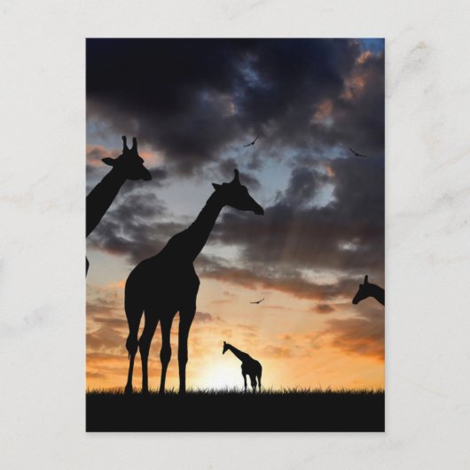 Carte Postale safari au coucher du soleil girafe sauvage silhoue (Devant)