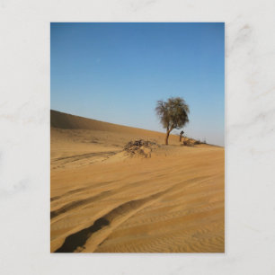 Carte Postale Safari désert Abu Dhabi