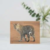 Carte Postale Safari Leopard Qui Vous Revient (Debout devant)