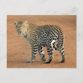 Carte Postale Safari Leopard Qui Vous Revient (Devant)