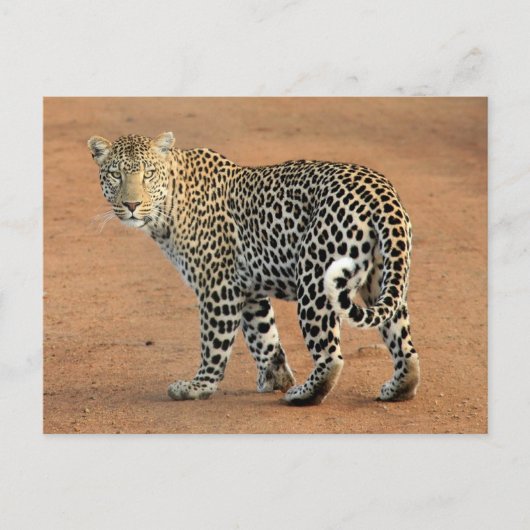 Carte Postale Safari Leopard Qui Vous Revient (Devant)