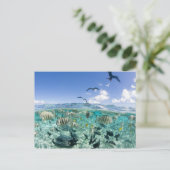 Carte Postale safari sur la lagune avec Stingrays (Debout devant)