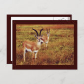 Carte postale safari Thompsons Gazelle (Devant / Derrière)