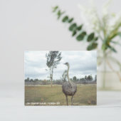 Carte Postale Safari vintage Ostrich 1977 (Debout devant)