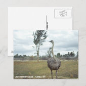 Carte Postale Safari vintage Ostrich 1977 (Devant / Derrière)