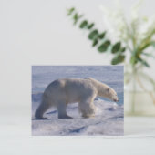 Carte Postale Safe the Polar bears ! (Debout devant)