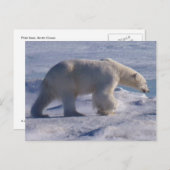 Carte Postale Safe the Polar bears ! (Devant / Derrière)