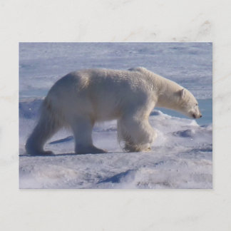 Carte Postale Safe the Polar bears !