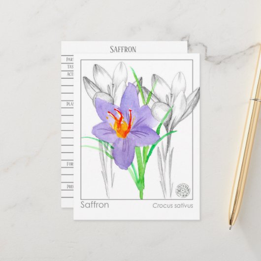 Carte Postale Saffron Crocus Herb Plante Materia Medica (Devant/Arrière en situation)