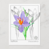 Carte Postale Saffron Crocus Herb Plante Materia Medica (Devant)