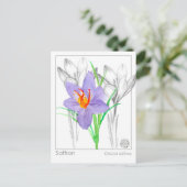 Carte Postale Saffron Crocus Herb Plante Materia Medica (Debout devant)