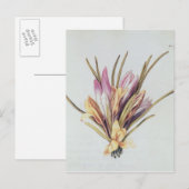 Carte Postale Saffron ou Crocus, de 'La Guirlande de Julie' (Devant / Derrière)