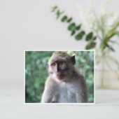 Carte Postale sage macaque (Debout devant)