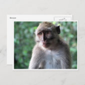 Carte Postale sage macaque (Devant / Derrière)