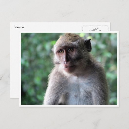 Carte Postale sage macaque (Devant / Derrière)