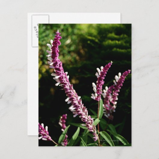 Carte Postale Sage mexicain (Devant / Derrière)